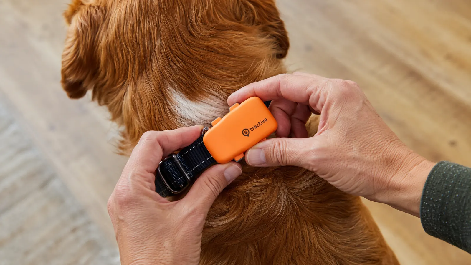 Hand attaching the Tractive GPS tracker to a dog collar before a walk