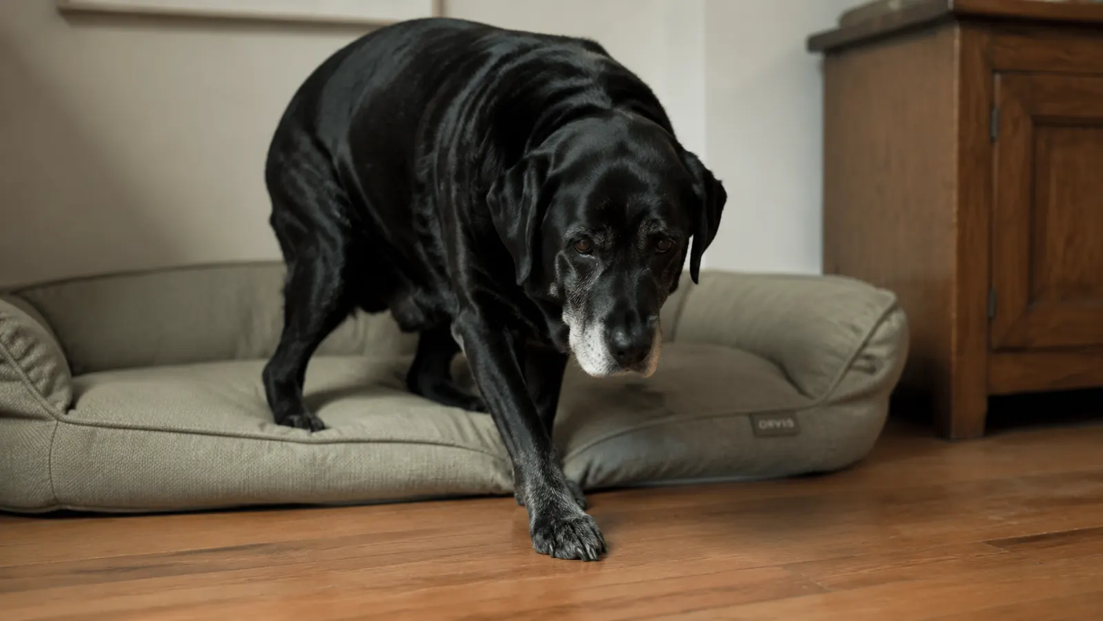 Large senior Labrador stepping slowly off a low-profile orthopedic dog bed with ease
