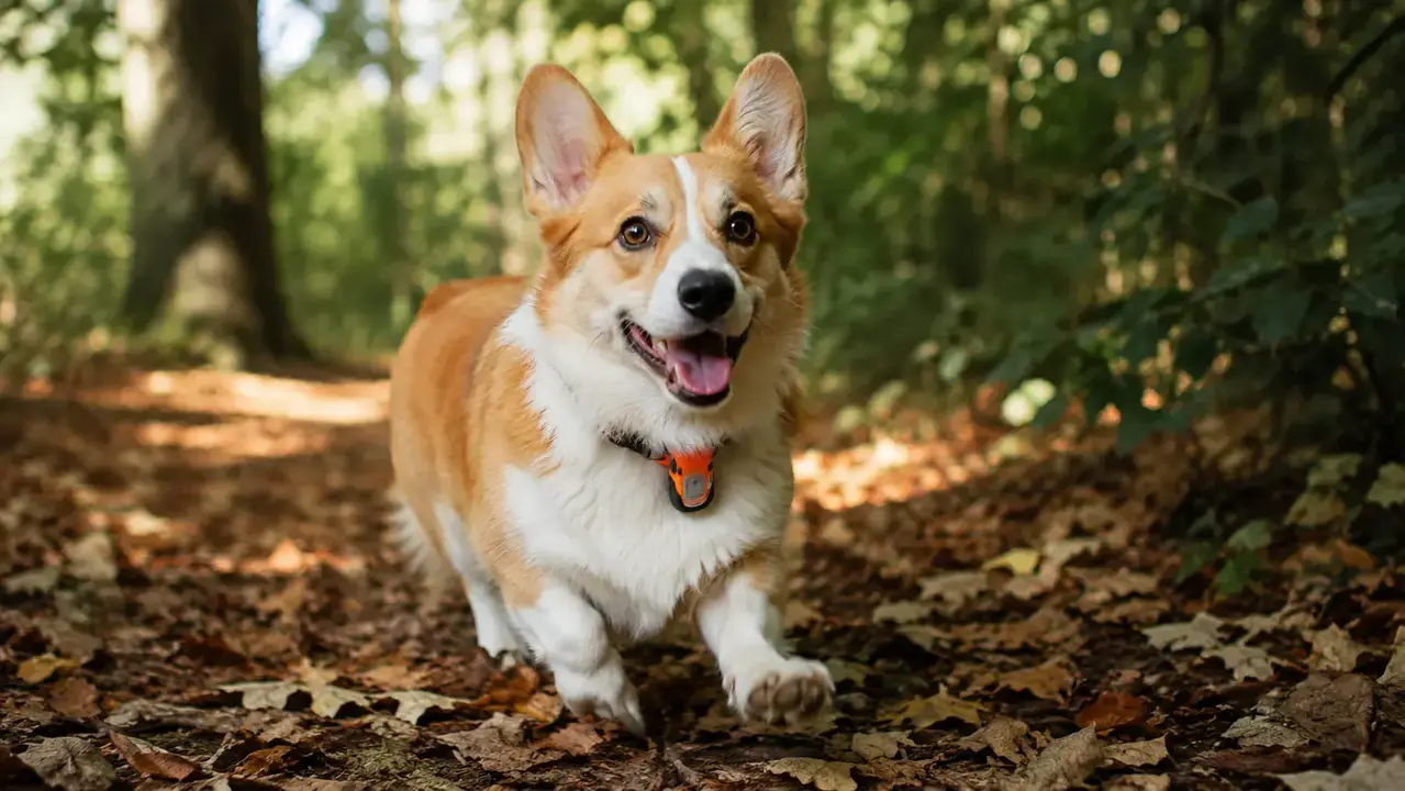 Corgi wearing a GPS tracker collar running through a wooded trail, demonstrating outdoor daily use