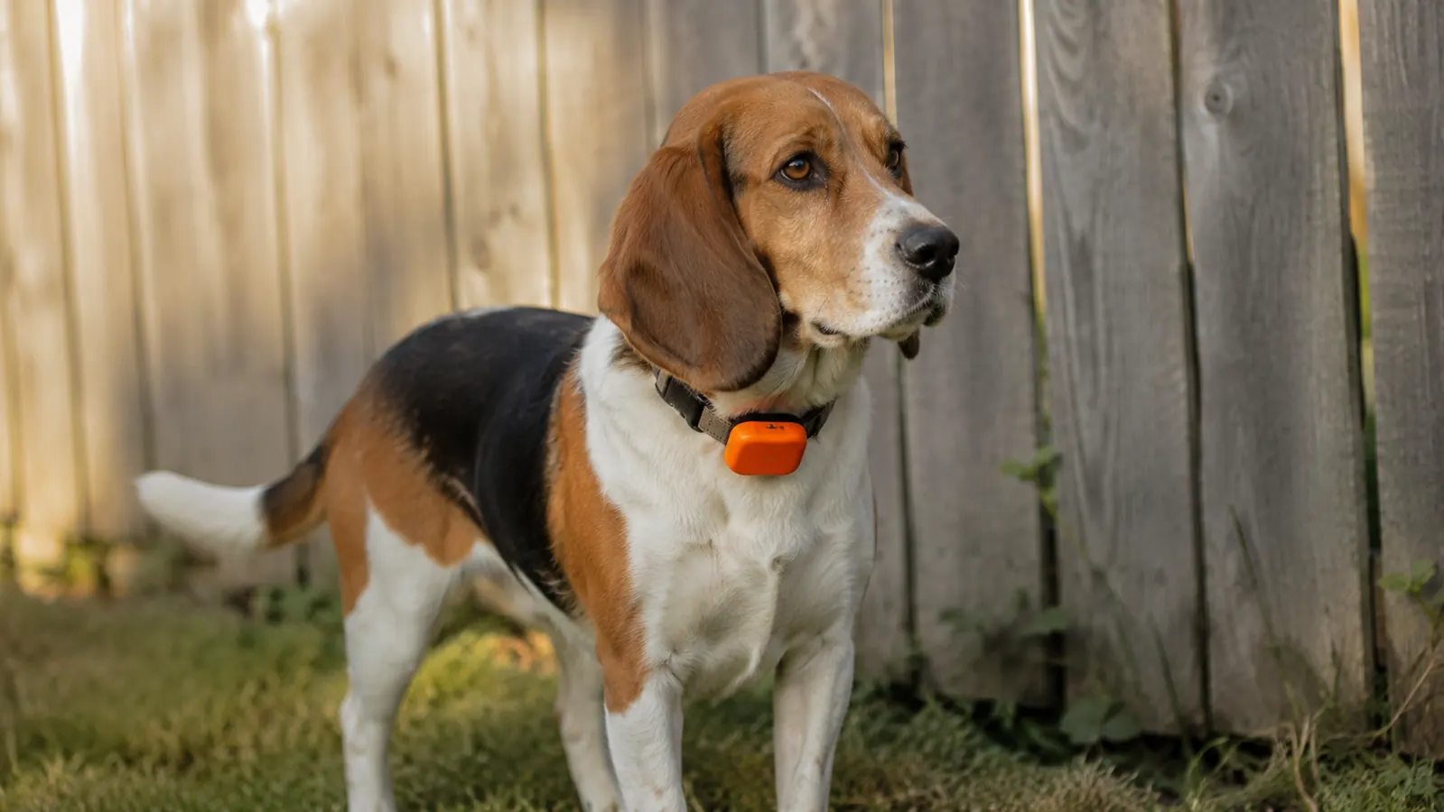 Beagle wearing a small orange GPS tracker on her collar, standing near a wooden backyard fence in morning light