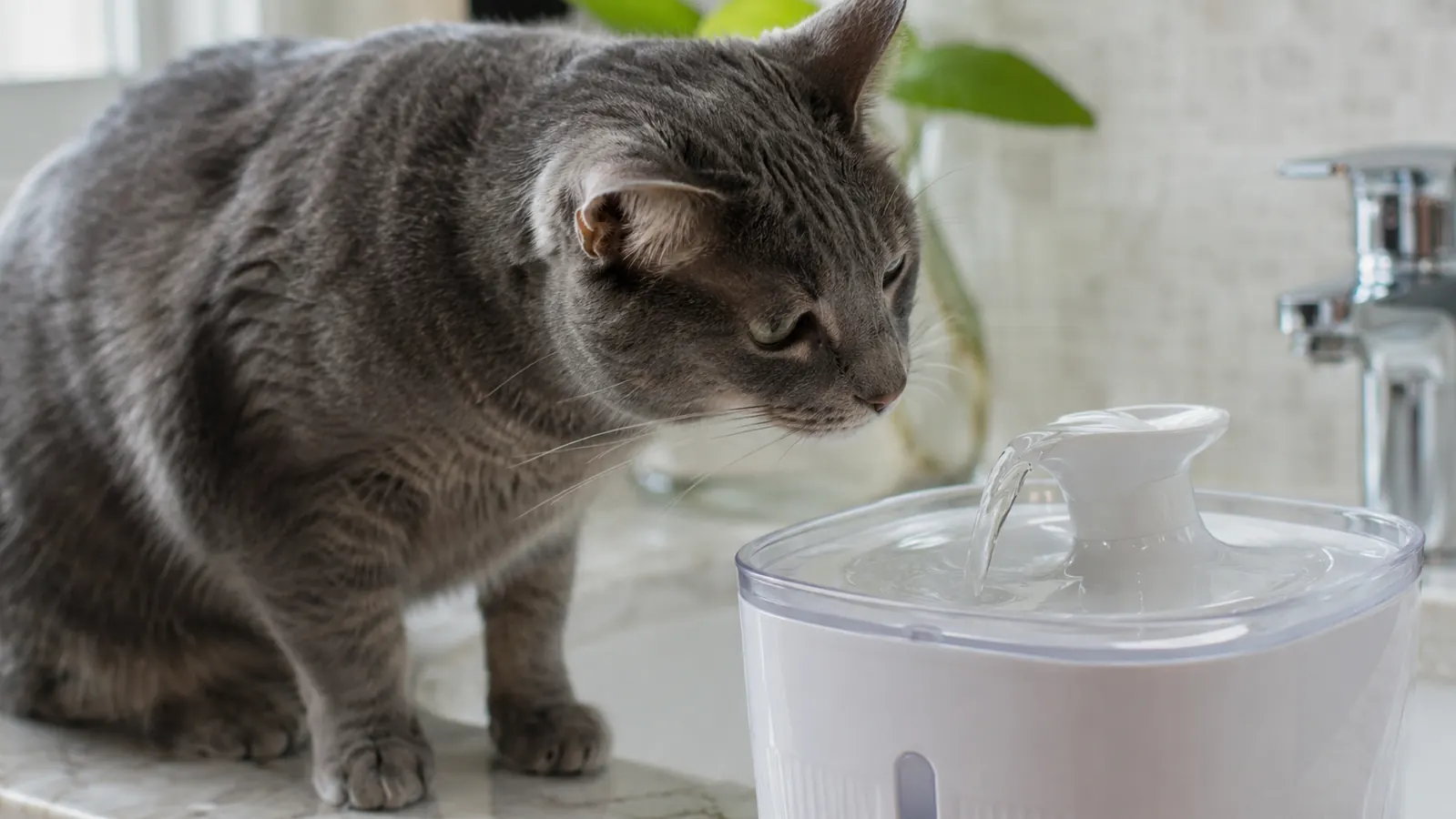 Veken 95oz pet fountain on a bathroom countertop with a gray cat sniffing the flowing spout